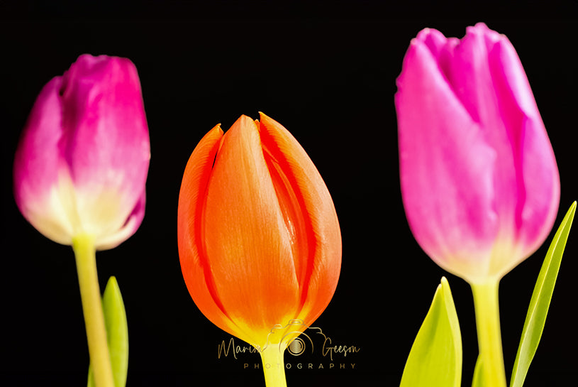 Budding Trio of Tulips