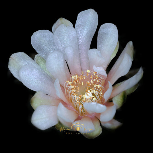 Gymnocalycium Galerie