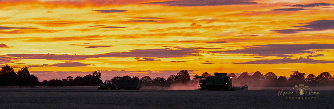 Night Harvest - wide