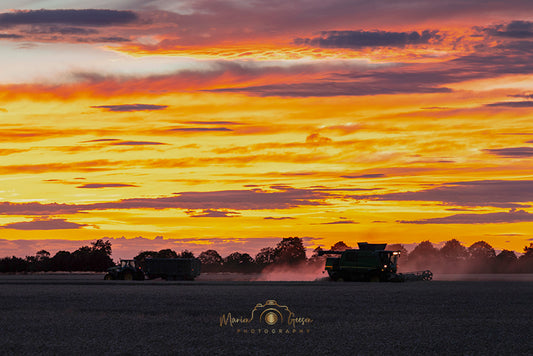 Night Harvest