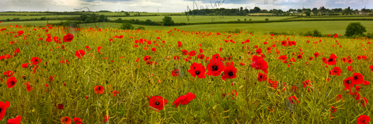 Poppy Field