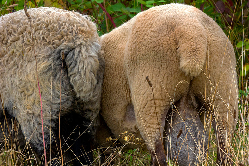 Rearing Sheep