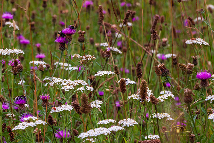 busy wildlife.