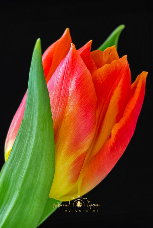 Karens Tulip